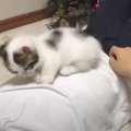 子猫がお兄ちゃんの上で寝ようとした結果…思わずキュンとしてしまう『…