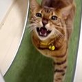 ママ早く来てにゃ〜！激しく呼ぶ猫くんの理由