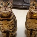 早く遊びたいニャ！開封前からおもちゃに飛びつく猫さんたち♡