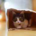 猫が『袋の中に入りたがる』4つの理由　なぜ興味を示すの？安全対策の…