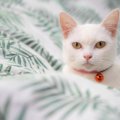 猫の首輪に『鈴』はつけるべき？3つのメリット・デメリットを解説