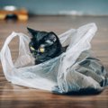 猫が『ビニール製品』を噛みたがるワケ5選　やめさせたほうがいい理由…