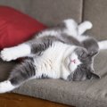 猫がうにゃうにゃ『寝言を言っている』理由4選　なかには病気が原因の…