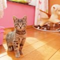 猫の留守番を監視カメラで見守ろう！おすすめ商品5選