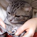 さすがだね！爪切りにも全く動じない猫ちゃん♡