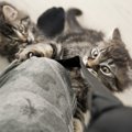 猫が飼い主のズボンで爪とぎするのはなぜ？対策出来る方法とは