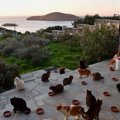 エーゲ海の美しい島に夫婦2人で作った猫の保護施設が話題に！