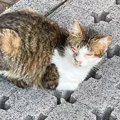 公園で『動けなくなっていた子猫』をお世話したら…3週間後の姿に感動…