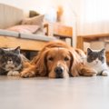 猫と犬は仲良く暮らせる？一緒に生活するために注意すべきこと5つ