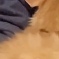 人見知りな子猫→『お隣さん』が訪ねてきた結果…とんでもなく『尊い行…
