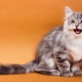 猫のお喋りが止まらない！よく喋る10の理由