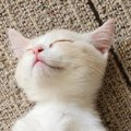 子猫を見たら『思いもよらない姿勢』で眠っていて…まるで人間のような…