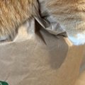 朝起きたらネコが『米袋』に……まさかの瞬間が可愛すぎると４万いいね…