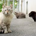 『猫に嫌われる猫』の特徴４つ