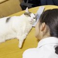 疲れた娘が『癒やしが欲しい…』と愛猫に"ウザ絡み"したら『まさ…