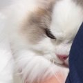 動物病院にやってきた猫→注射の時間になると、『険しい表情』になって…終…