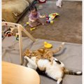 激しくケンカをする2匹の猫→見ていた『赤ちゃんが泣きだした』結果…ま…