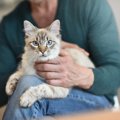 猫のダニは人間にうつる？危険性と対策