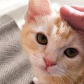 『飼い主を信じてる猫』がする5つの仕草　気になる理由や気持ちとは…