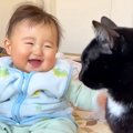 赤ちゃんの成長を見守るように優しく寄り添う3匹の猫…『本当のきょう…