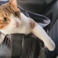 猫が動物病院だと気付いた瞬間…『全てを察した』ときに見せたまさかの…