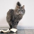 猫が『机の上のもの』を落としたくなる心理3つ！やめさせることはできる？