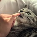 飼い主さんのお膝発見！すっぽりおさまる甘えん坊猫ちゃん♡