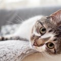 猫飼い初心者が陥る盲点３つ