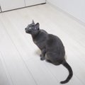 何かを訴えてくる猫に『ついて行ってみた』結果…思わぬ展開が可愛すぎると…