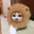 懺悔します！猫がつい飼い主を騙してしまったこと４つ