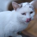 あまりの寒さにブルブルと震えていた猫→『家に来るか？』とキャリーを…