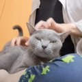 猫でピアノを弾いてみた結果…穏やかな表情だった猫が『豹変する姿』に…