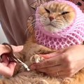 爪切りが大嫌いな猫→果物ネットを使ってみると…思わず笑ってしまう『攻防…