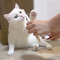 苦手だった歯磨きタイム、猫ちゃんの成長をとくとみよ！