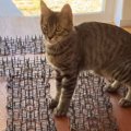 猫がテーブルに乗らないように『トゲトゲシート』を設置した結果…まさかの…
