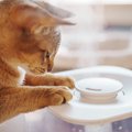 猫との暮らしに『加湿器』は必要？メリットや選び方、使用する際の注意点…