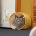 飛び出せ猫マシンガン！発射される猫ズが可愛い♡