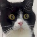 何かが気になっている様子の猫→『一歩踏み出した』次の瞬間…驚きの光…