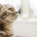 間もなく猫の日！楽天の猫グッズ売上ランキング