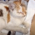 歩道に落ちたボロ雑巾かと思ったら……うずくまっていた猫との出会いと…