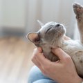 猫たちも思わずうっとり？猫に『喜ばれる話し方』のコツ3選　“猫なで声”は…