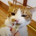 見応えたっぷり！猫ちゃん達のおやつタイム♪