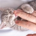 猫には危険な『飼い主さんが肌につけるもの』3つ　塗り薬や化粧品…な…