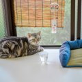 気温が上がる前に備えたい『猫のための暑さ対策』4選　便利なアイテムや活…