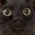 見つめてきた黒猫→『まさかの座り方』で…飼い主さんを爆笑させた『衝…
