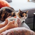 猫が懐いていても『膝の上に乗らない』4つの理由