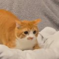 『絶対に野生では生きていけない…』猫じゃらしを見た猫がとった『まさ…