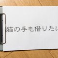 猫に関係する『ことわざ・慣用句』3選　世界中に存在する教訓もご紹介
