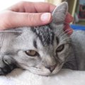 子猫が教えてくれた７つの人生訓