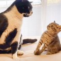 『先輩猫におもちゃを取られたときの子猫の反応』が話題に　147万人が…